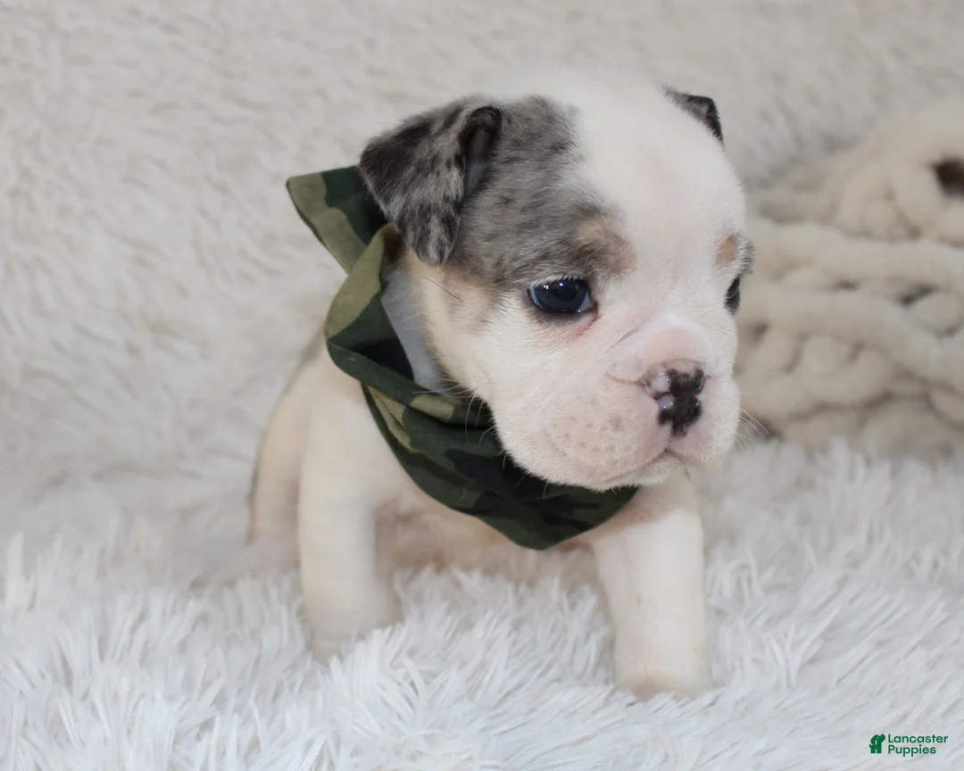 English Bulldog dogs for sale: AKC Olaf - Ad 6