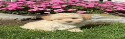 Havapoo dogs for sale: Katie - Ad 3