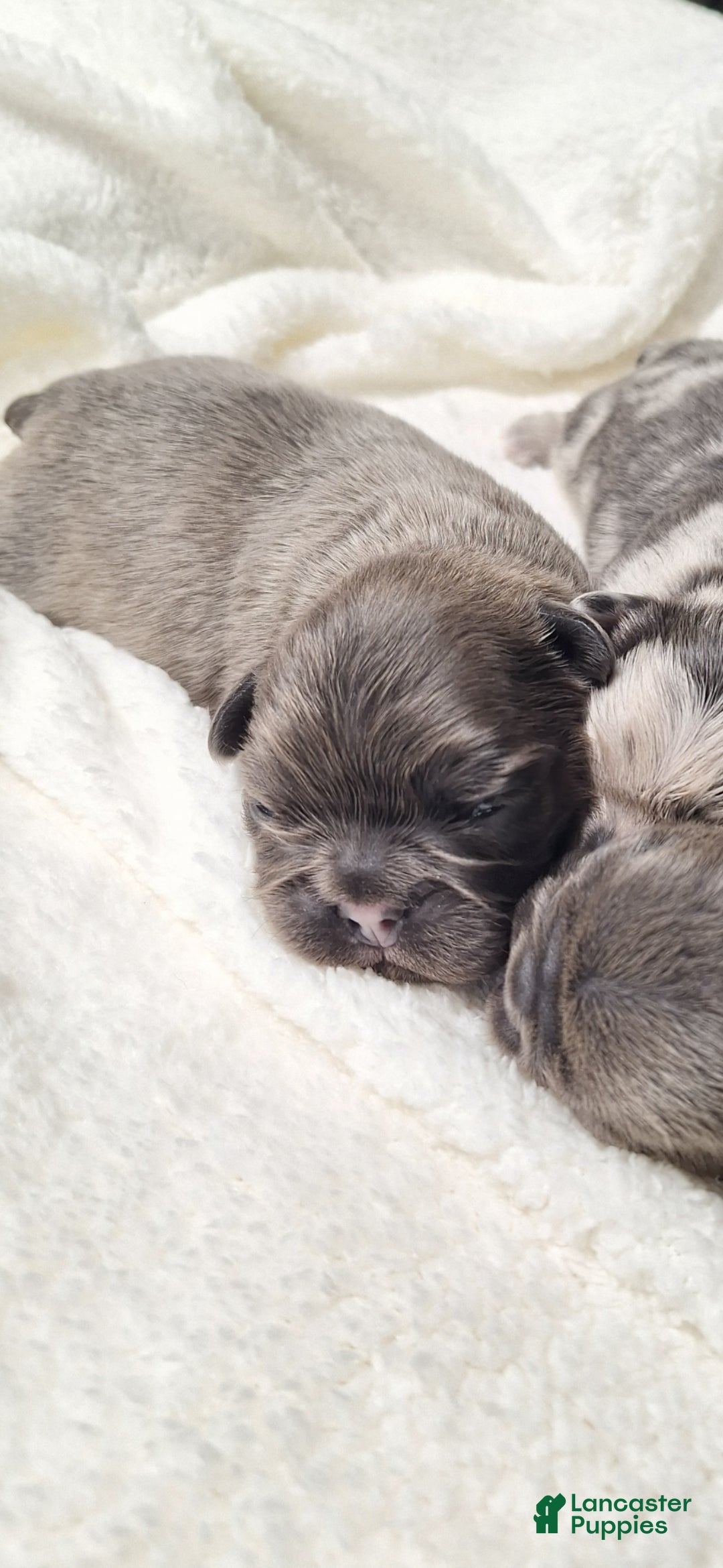 French Bulldog dogs for sale: Fade  - Ad 3
