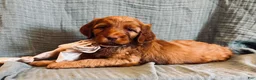 Irish Doodle dogs for sale: Irish Doodle Puppy- Arista - Ad 1