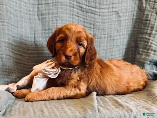 Irish Doodle dogs for sale: Irish Doodle Puppy- Arista - Ad 1
