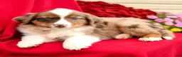Australian Shepherd dogs for sale: Merlot - Ad 3