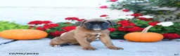 Boxer dogs for sale: Meadow - Ad 1