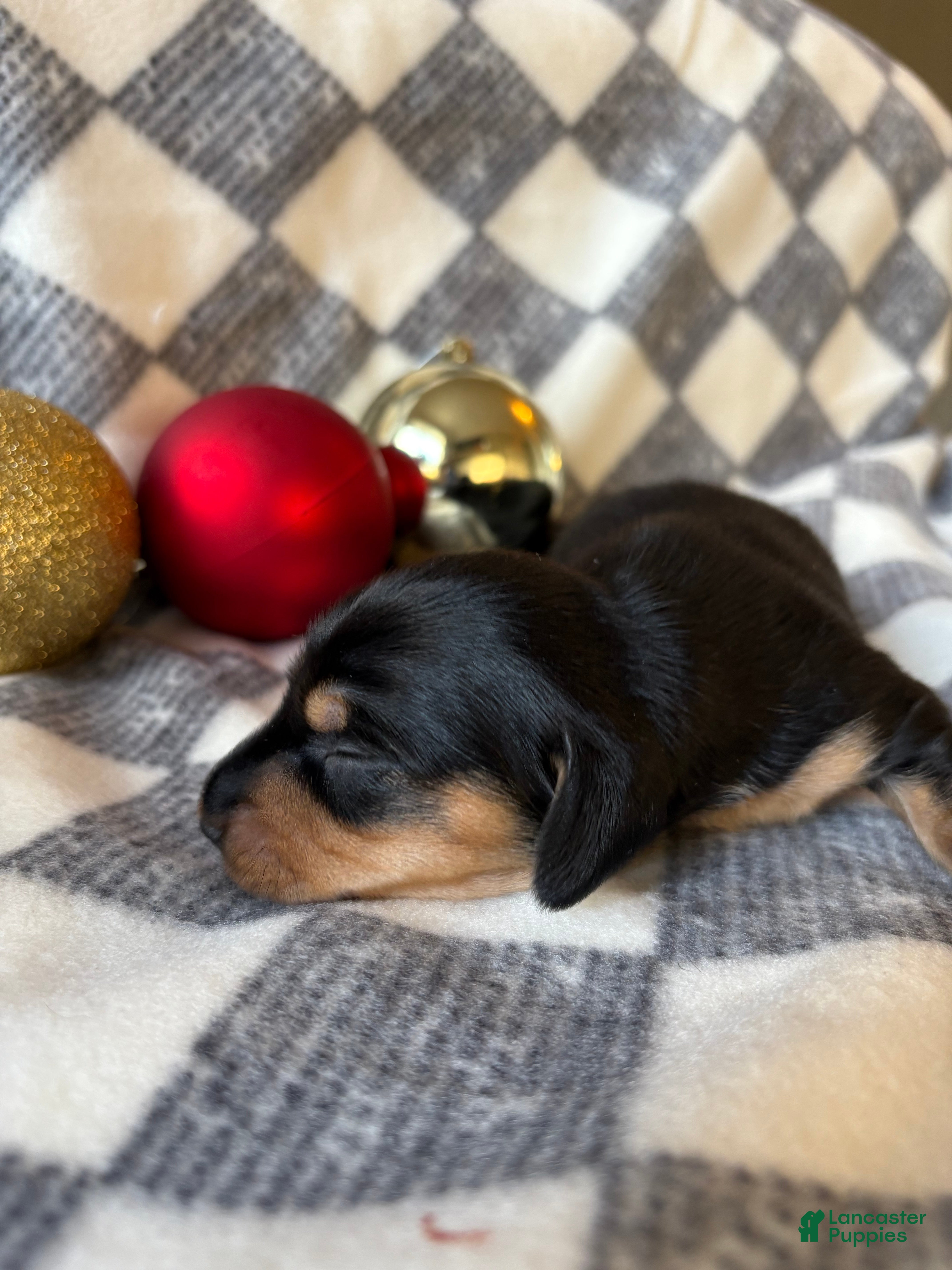 Dachshund dogs Big Bear - Ad 34