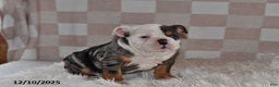 Olde English Bulldogge dogs for sale: Sadie - Ad 4