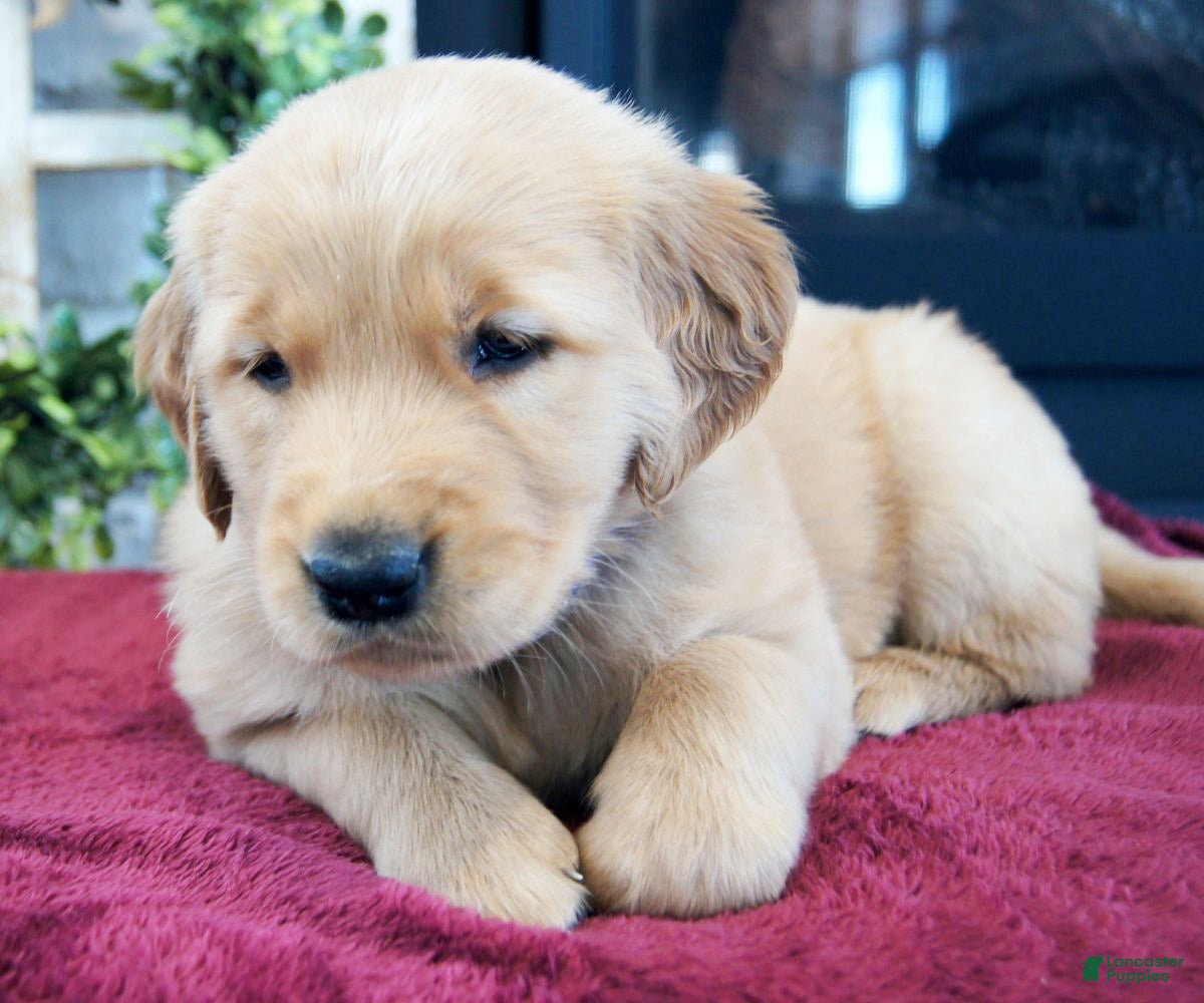 Golden Retriever dogs Rio - Ad 2