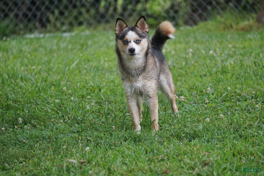 Pomsky dogs Presley - Small Girl - Ad 8