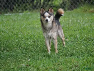 Pomsky dogs Presley - Small Girl - Ad 12