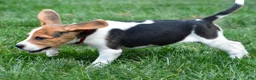 Beagle dogs for sale: Daisy - Ad 5