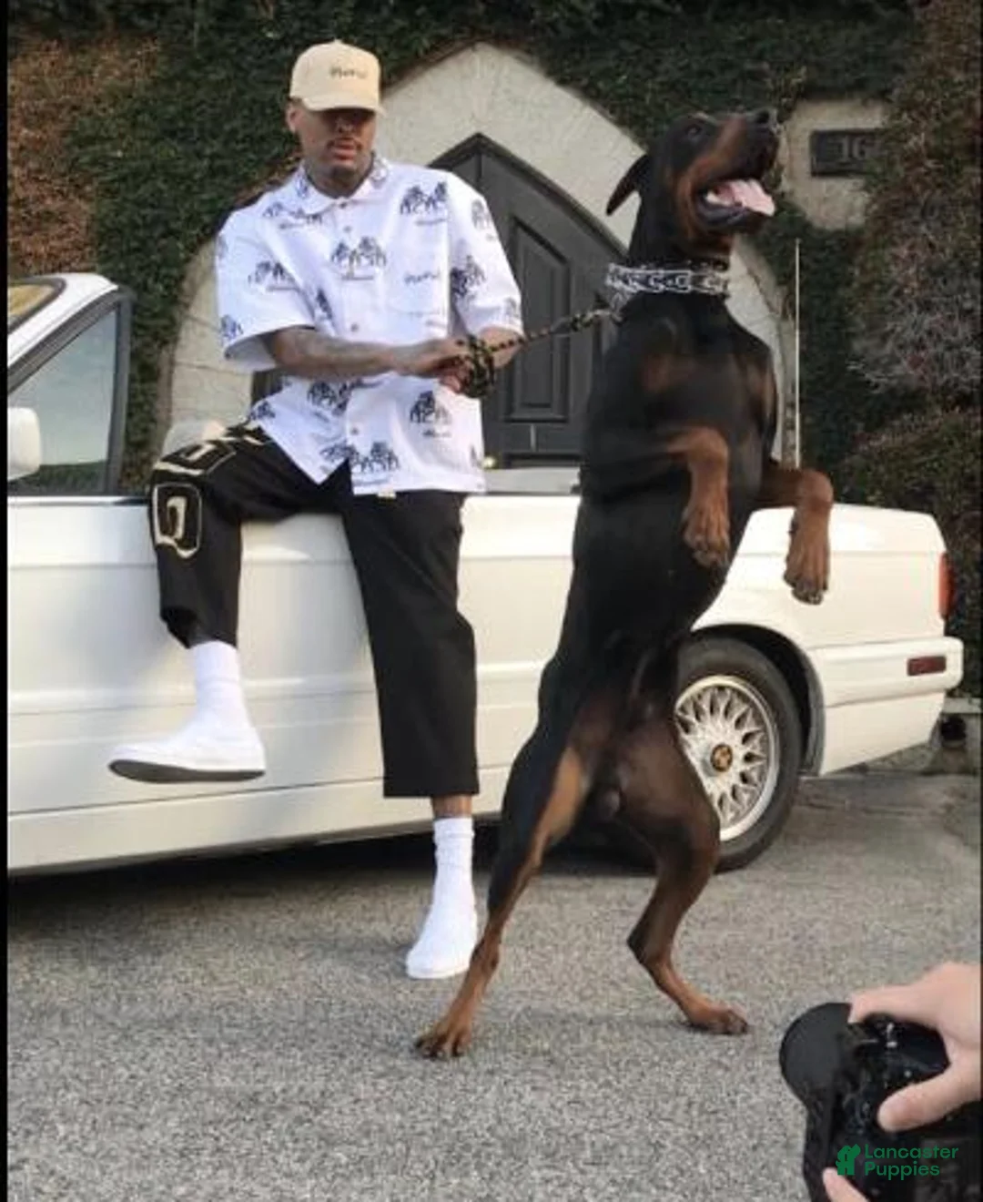 Gallery Image {{count}}