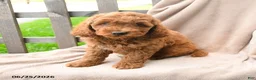 Cavapoo dogs for sale: Kamden - Ad 4