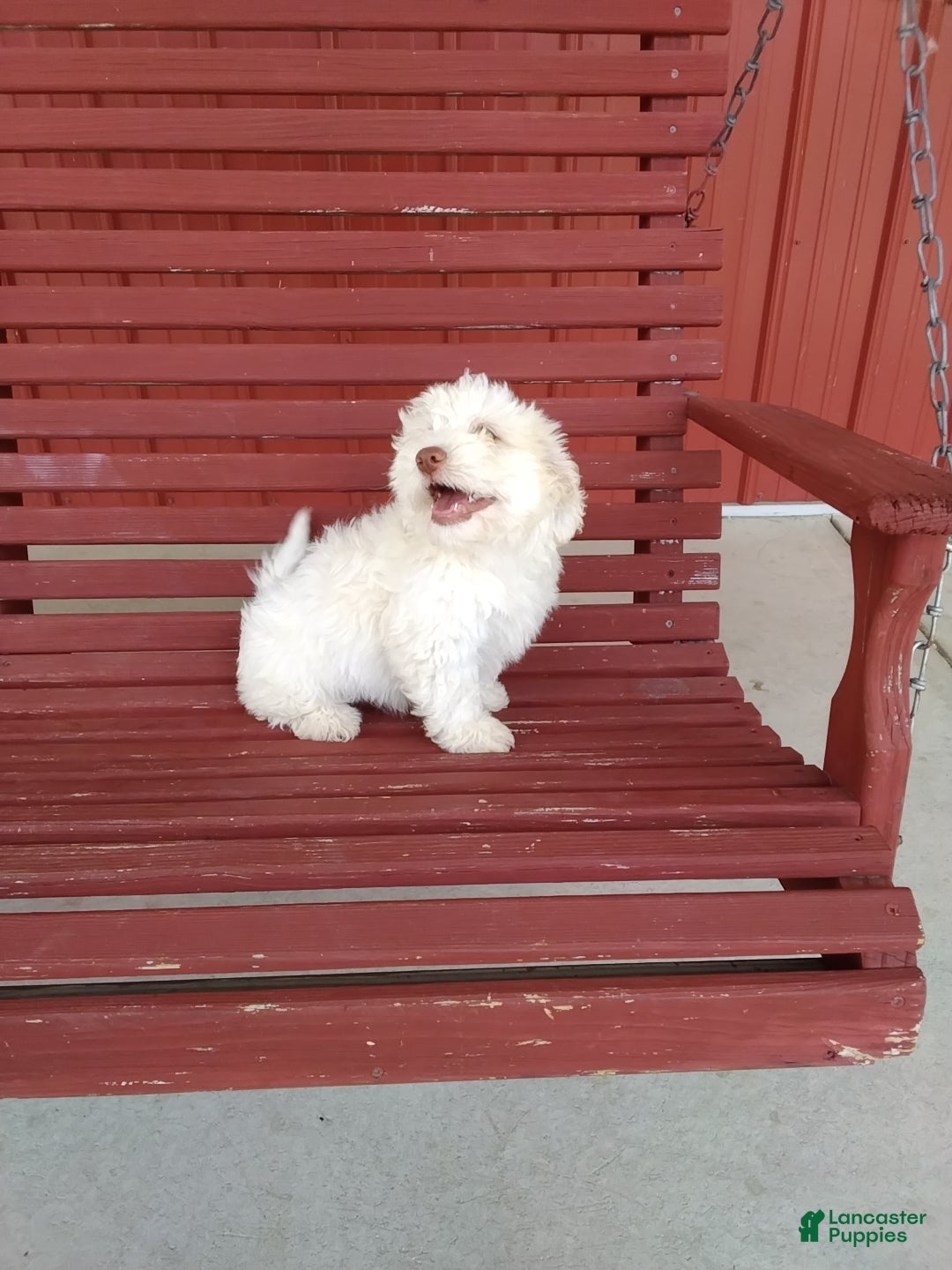 Mixed Breed dogs Henry - Ad 2