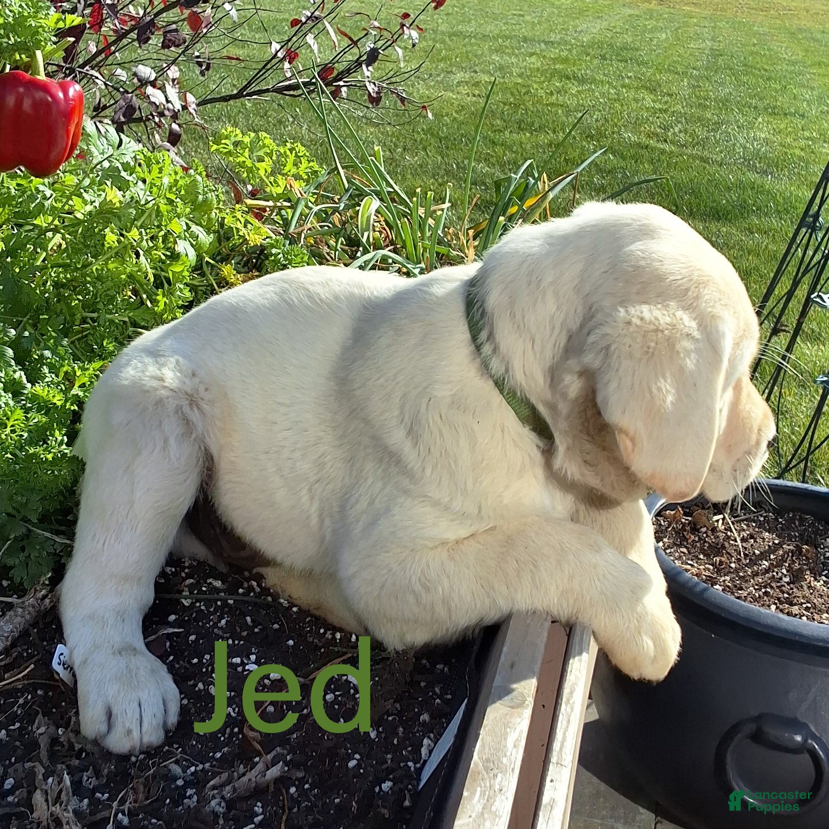 Labrador Retriever dogs for sale: Jed Retriever 3 - Ad 2
