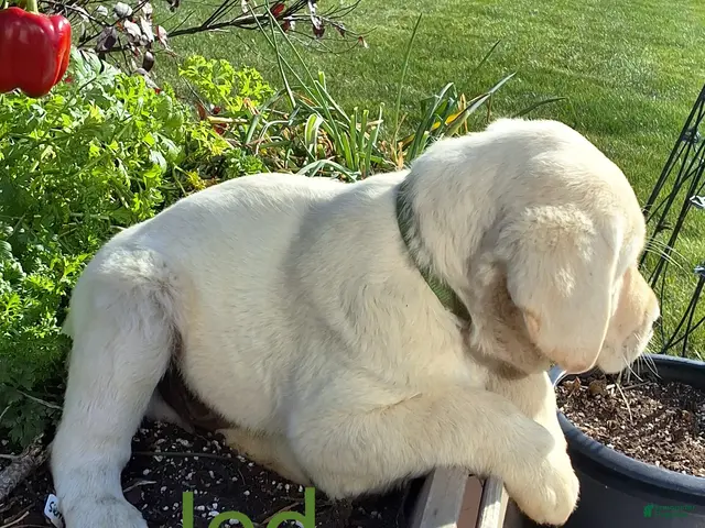 Labrador Retriever dogs for sale: Jed Retriever 3 - Ad 2