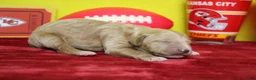 Goldendoodle dogs for sale: Blaze  - Ad 6