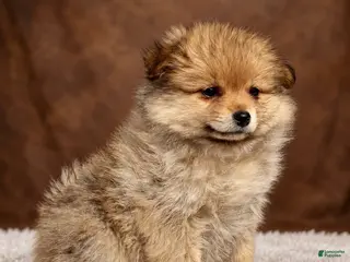 Pomeranian dogs Girl Bingo - Ad 2