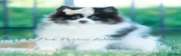 Pomeranian dogs for sale: Nutella  - Ad 3