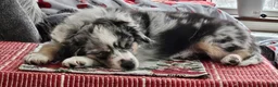 Miniature Australian Shepherd dogs for sale: Miniature Australian Shepherd Puppy 2 - Ad 14