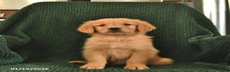 Golden Retriever dogs for sale: Robert  - Ad 3