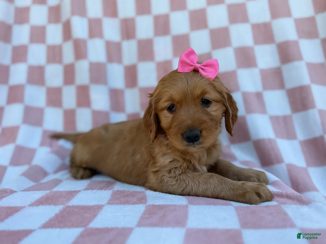 Golden Retriever dogs for sale: Mittens  - Ad 9