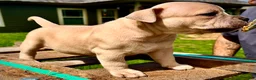 American Bully dogs for sale: American Bully Puppy 7 - Ad 5