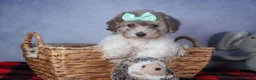 Bichpoo dogs for sale: Sunshine - Ad 15