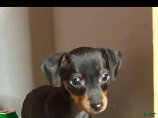 Miniature Pinscher dogs Winston - Ad 6