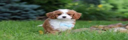 Cavapoo dogs for sale: Cody - Ad 1