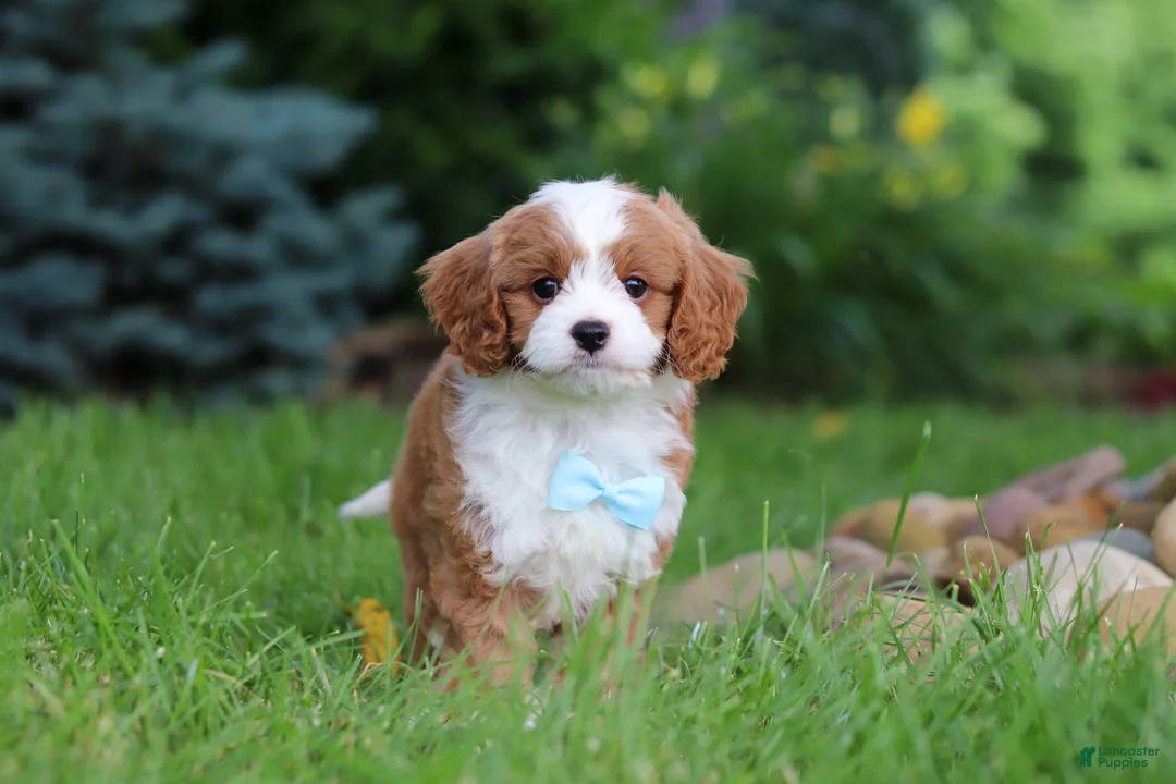 Cavapoo dogs for sale: Cody - Ad 1