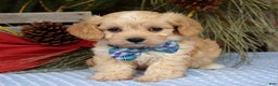 Maltipoo dogs for sale: Tucker - Ad 8