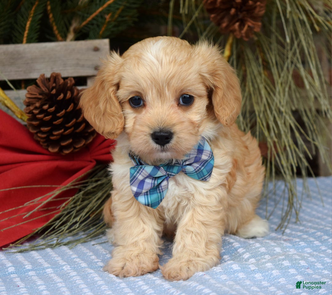 Maltipoo dogs for sale: Tucker - Ad 8