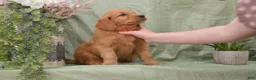 Goldendoodle dogs for sale: Bently - Ad 2
