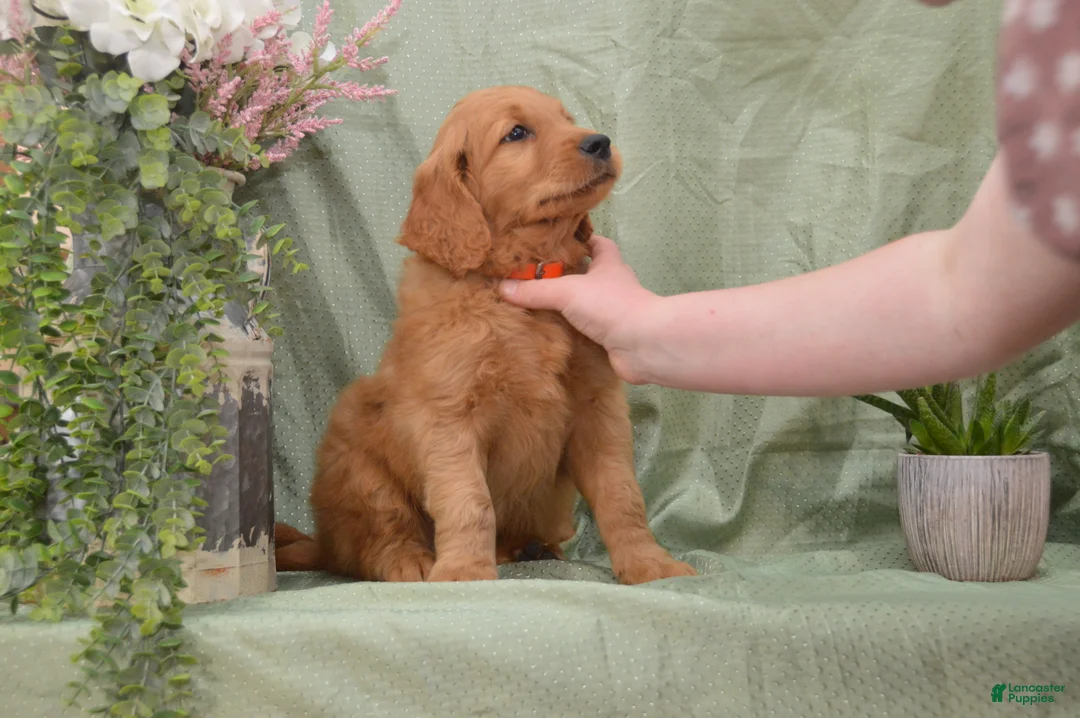 Goldendoodle dogs for sale: Bently - Ad 2