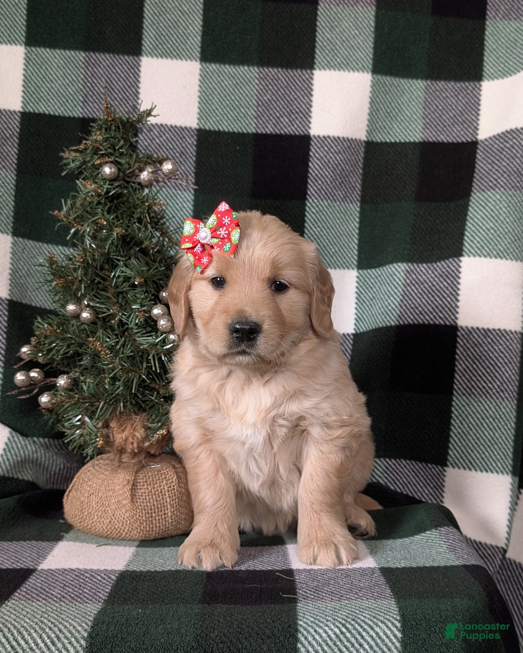 Golden Retriever dogs for sale: Carrie - Ad 3