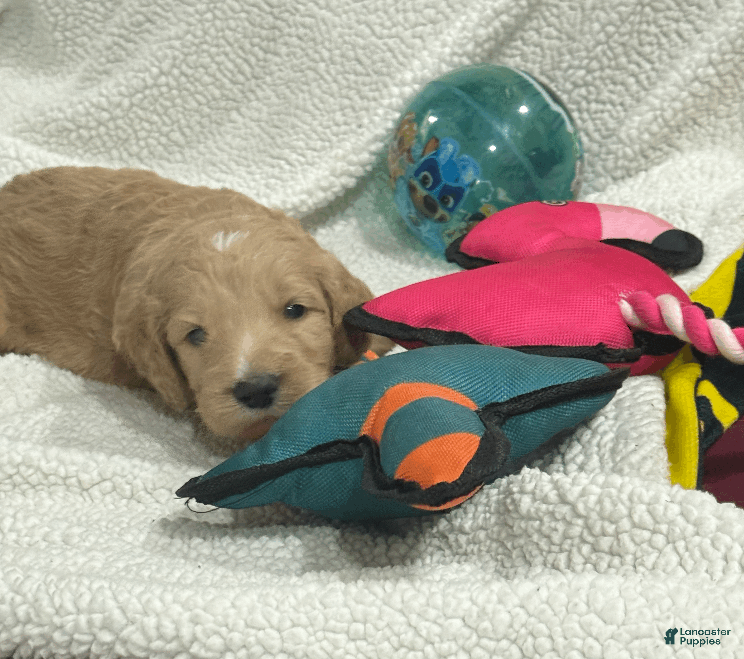 Goldendoodle dogs Light Blue - Ad 2