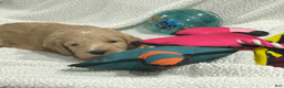 Goldendoodle dogs for sale: Light Blue - Ad 2