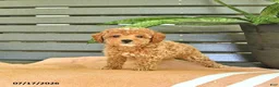 Miniature Poodle dogs for sale: Curtis - Ad 3