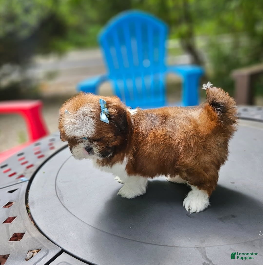 Shih Tzu dogs for sale: Shih Tzu Puppy 5 - Ad 3