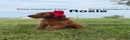 Irish Doodle dogs for sale: Rosie - Ad 4