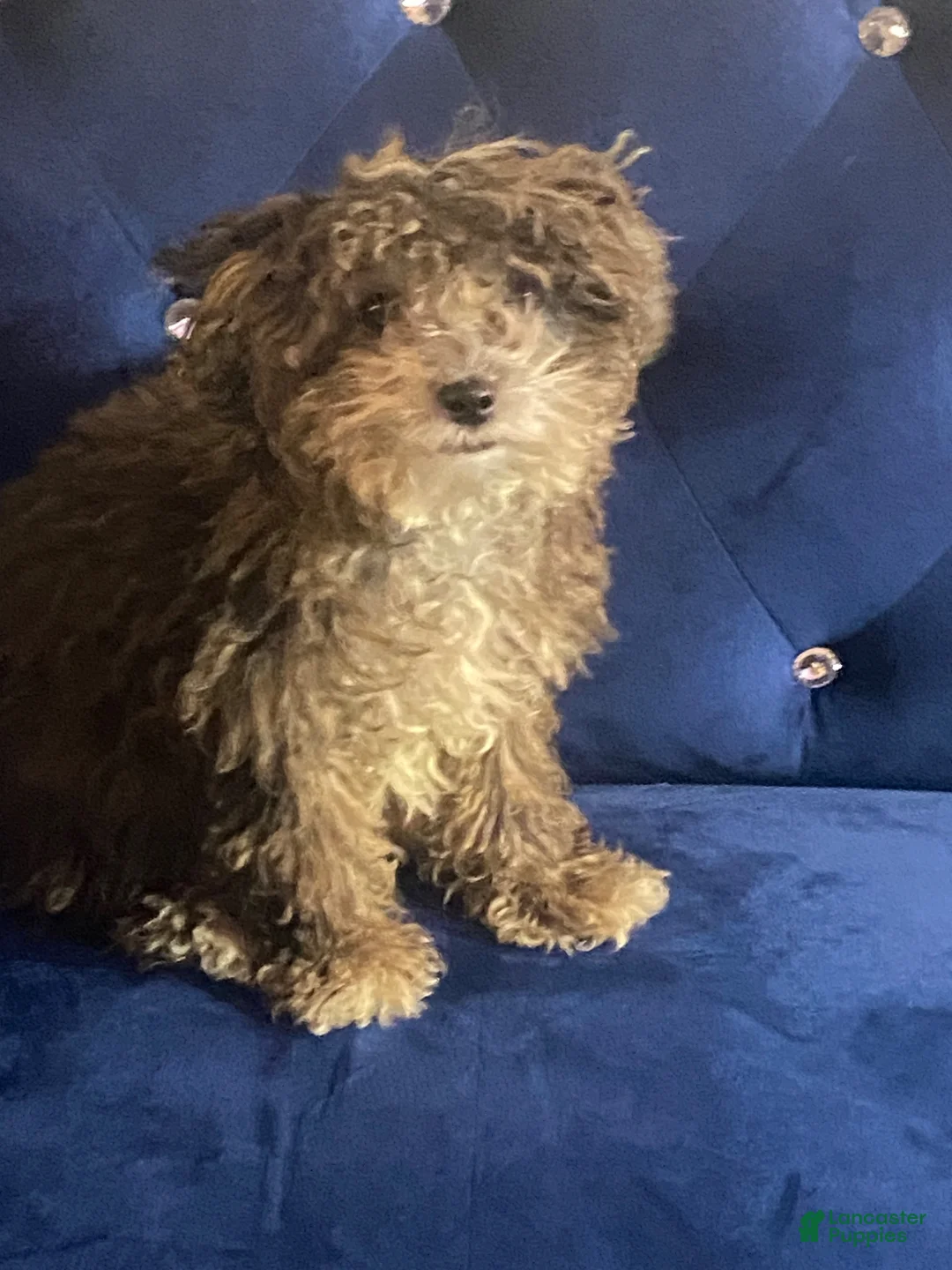 Miniature Poodle dogs for sale: Miniature Poodle 2 - Ad 2