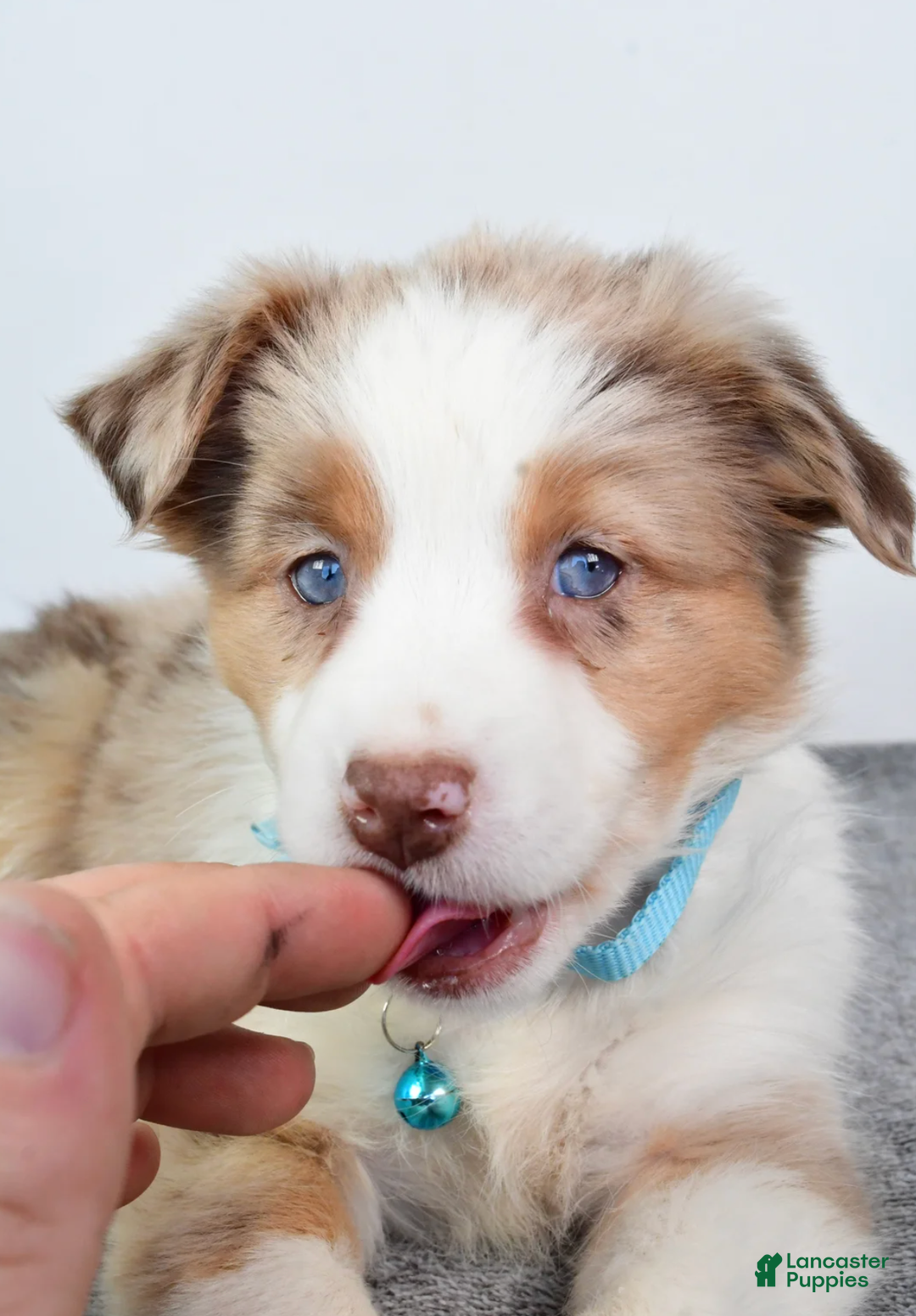Miniature Australian Shepherd dogs for sale: Alexis - Ad 5