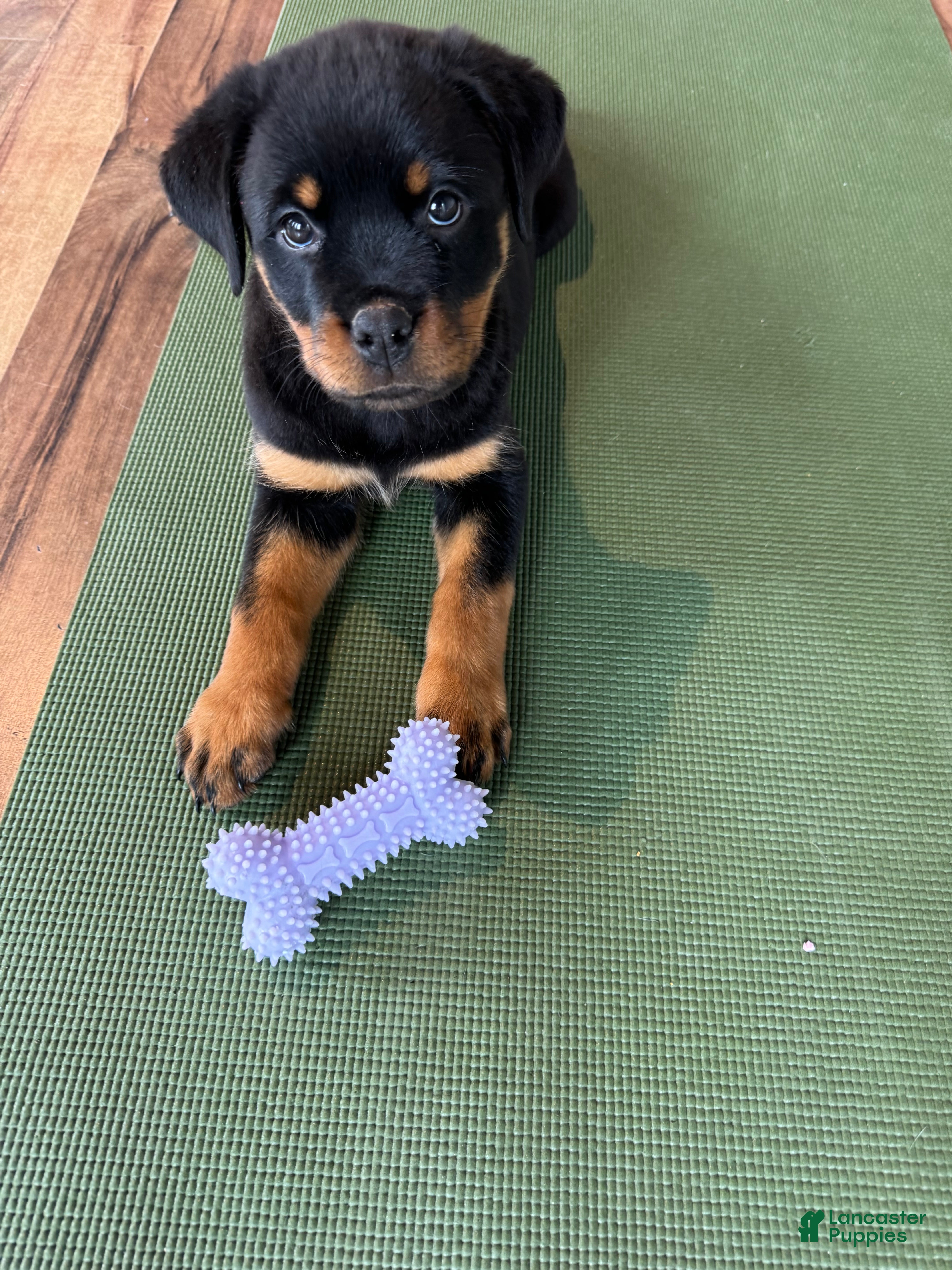 Rottweiler dogs Rottweiler Puppy 2 - Ad 8