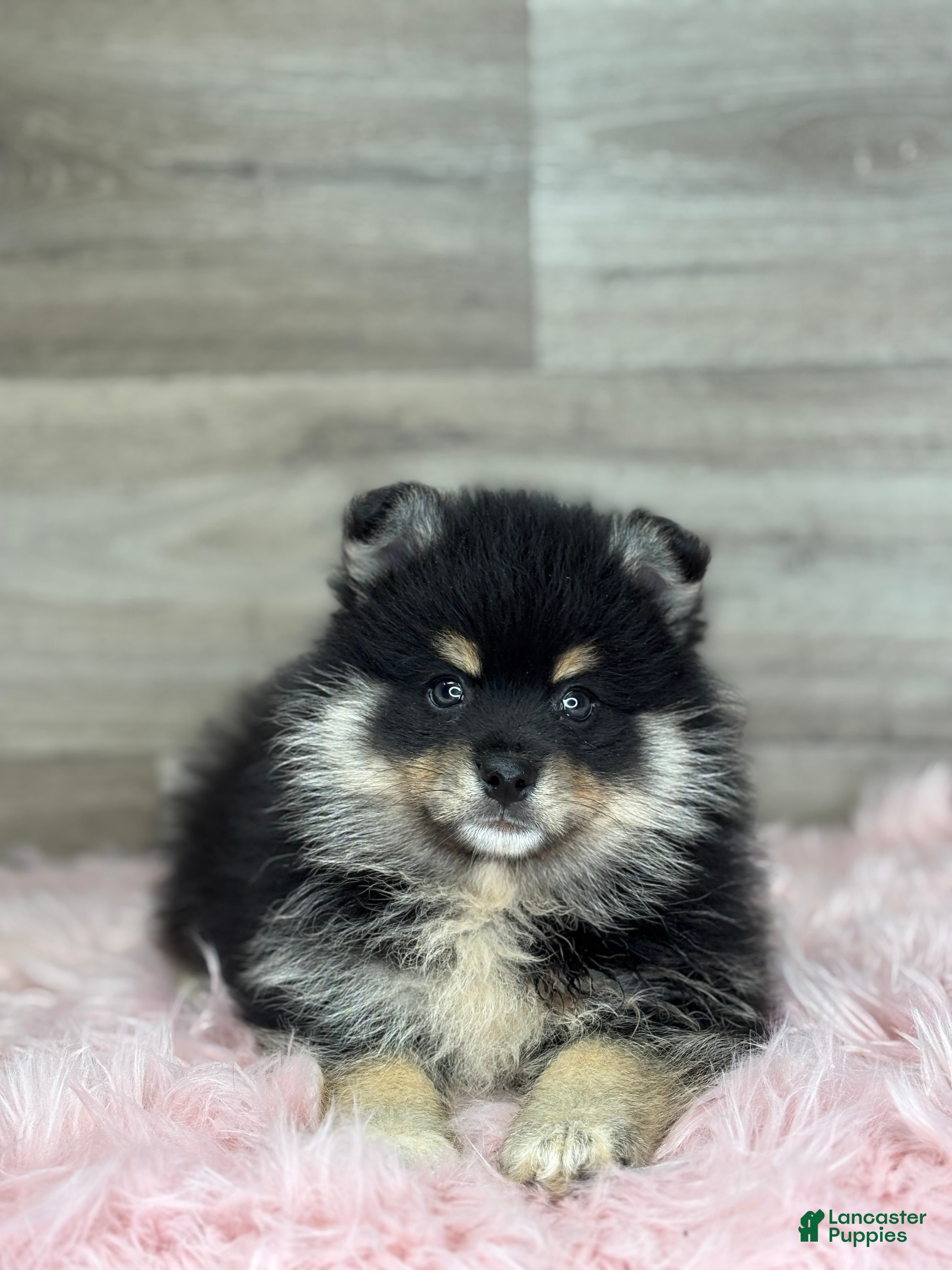 Pomsky dogs Sawyer - Ad 2
