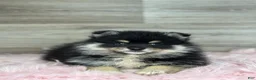 Pomsky dogs for sale: Sawyer - Ad 2