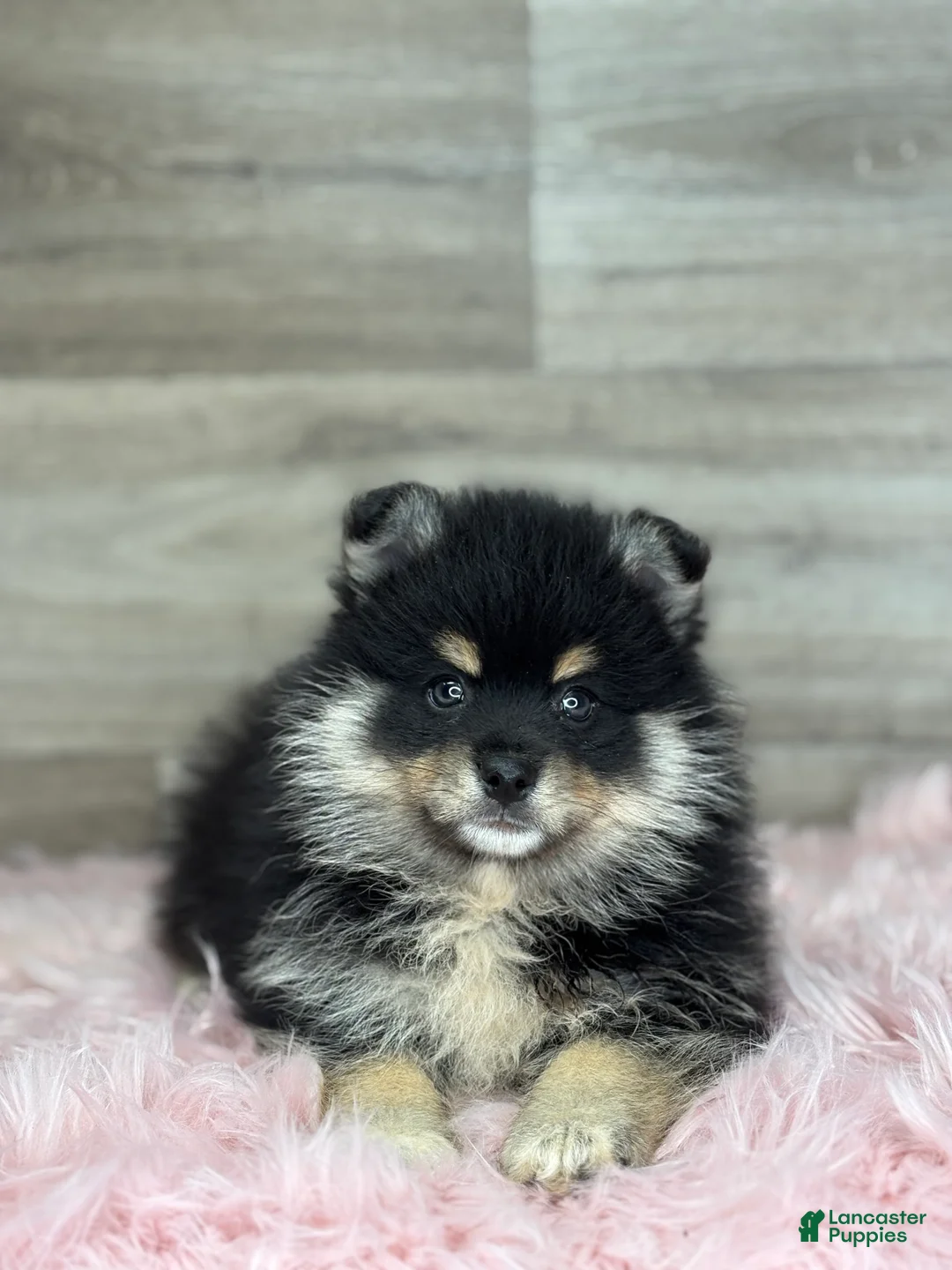 Pomsky dogs for sale: Sawyer - Ad 2