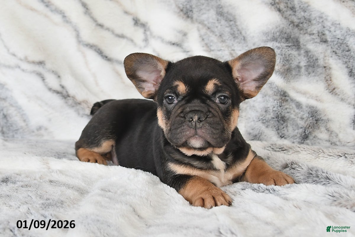 Mixed Breed dogs Nate - Ad 23