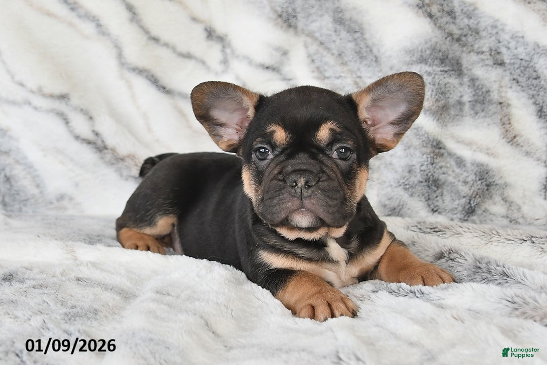 Mixed Breed dogs for sale: Nate - Ad 1