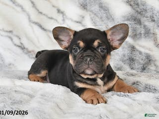 Mixed Breed dogs Nate - Ad 23