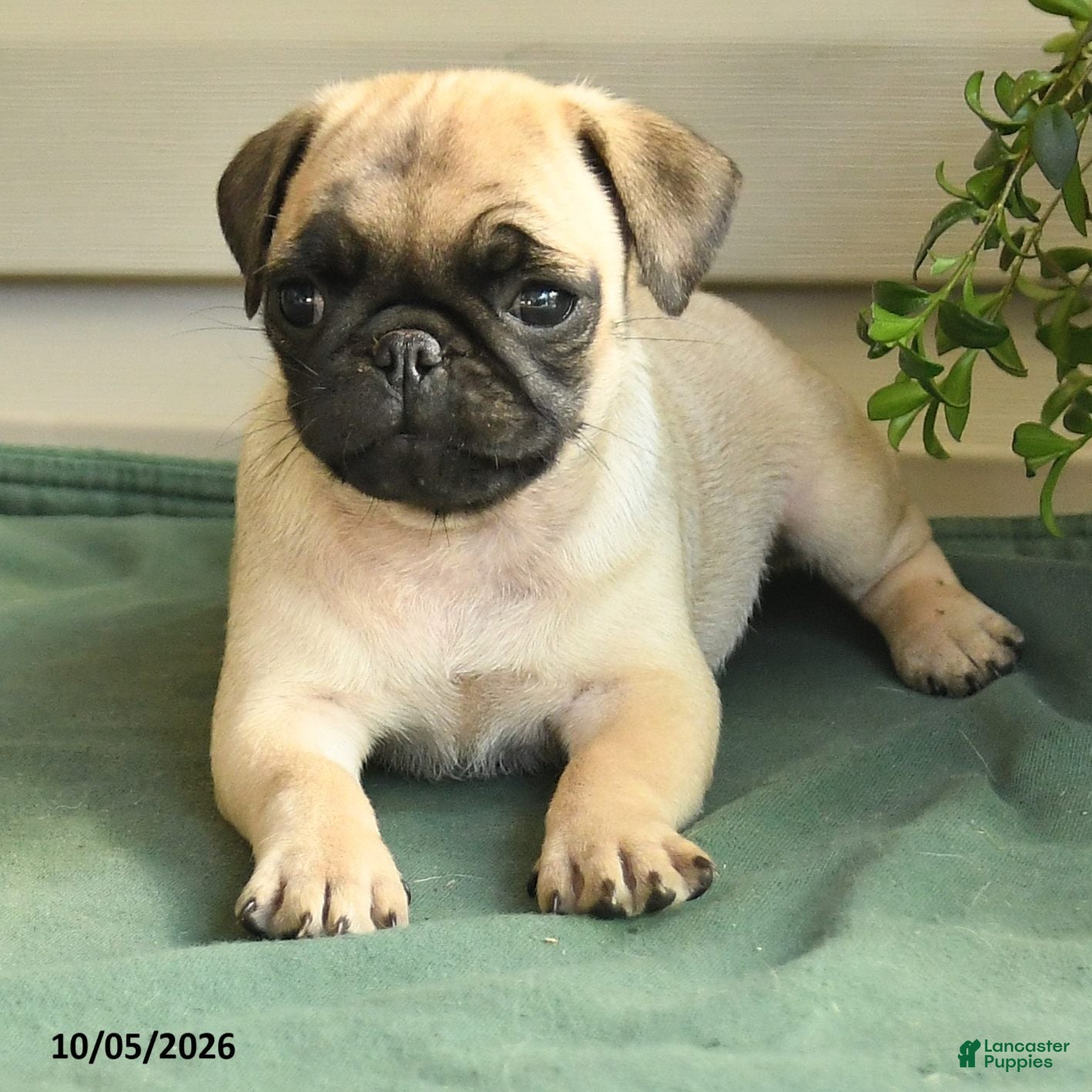 Pug dogs for sale: Tulip - Ad 2