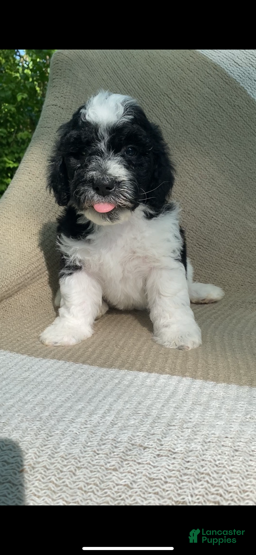Mixed Breed dogs Biscuit - Ad 2